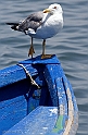 Gabbiano a Sant_Antioco - (IMG_9888_1)
